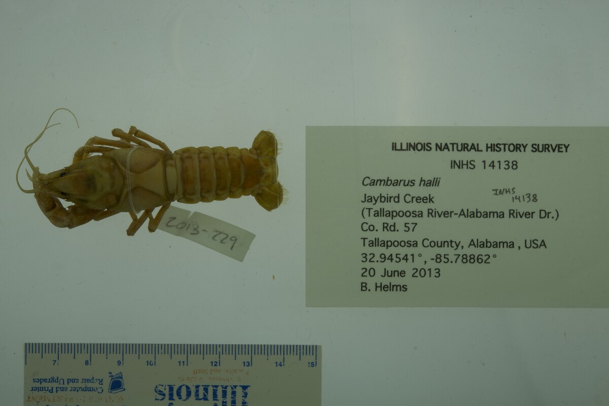Cambarus halli image